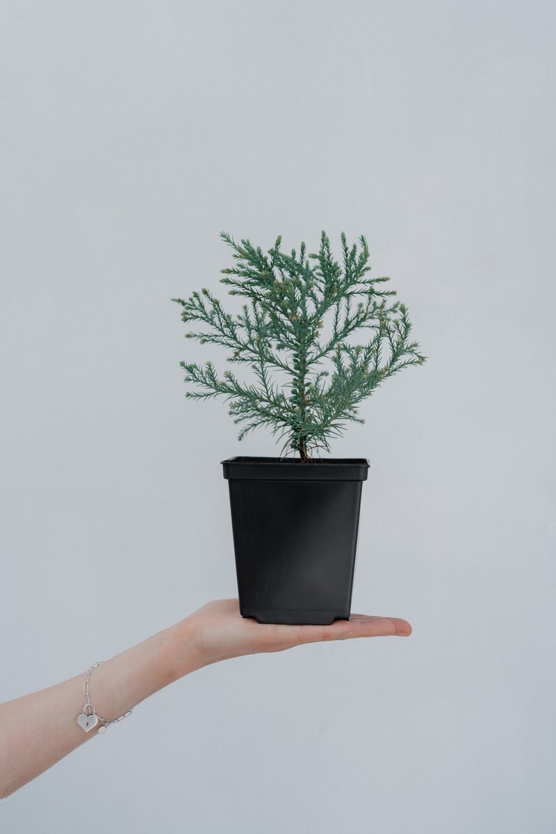 Puiet de sequoia în ghiveci
