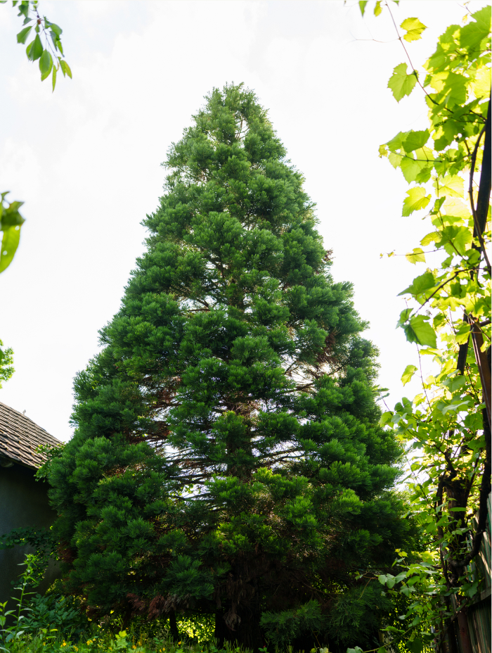 Sequoia Gigantică matură plantată în Moldova