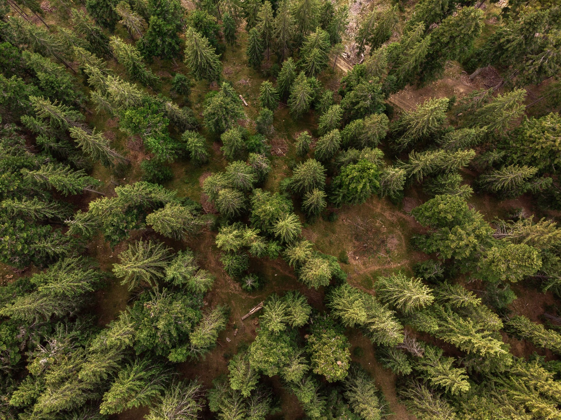 Vedere aeriană a pădurii de Sequoia Gigantică